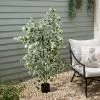 Dunelm Variegated Ficus Tree 155cm -DUNEL House Shop 30792525
