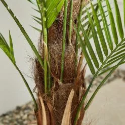 Dunelm Palm Tree 150cm -DUNEL House Shop 30792526 alt01