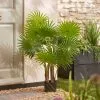 Dunelm Fan Palm Tree 100cm -DUNEL House Shop 30792753