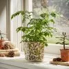Natural History Museum Woodland Plant Pot Large -DUNEL House Shop 30798448